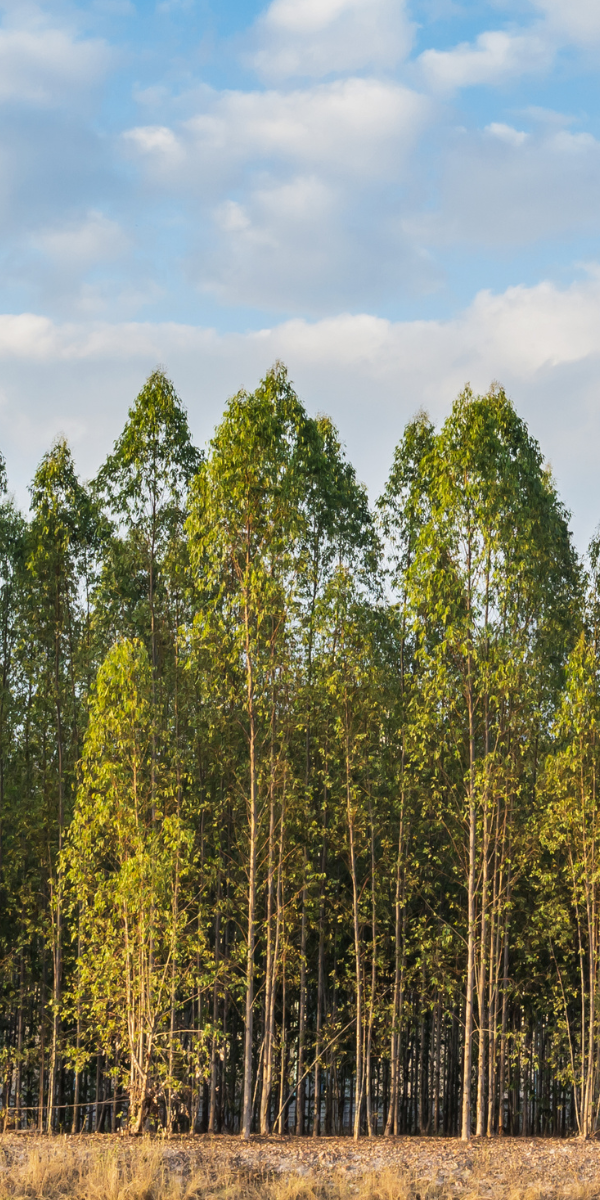 Trees